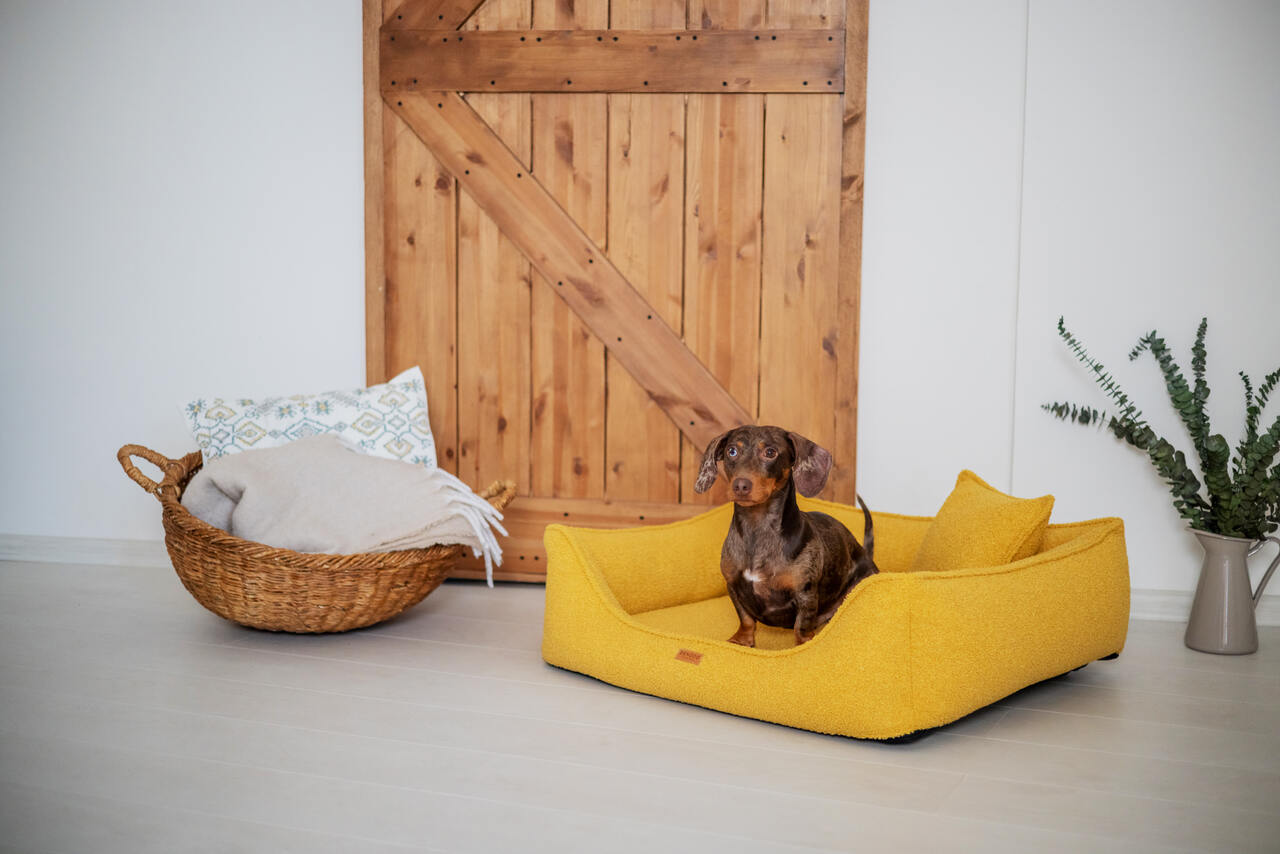 BELLUNO_MUSTARD